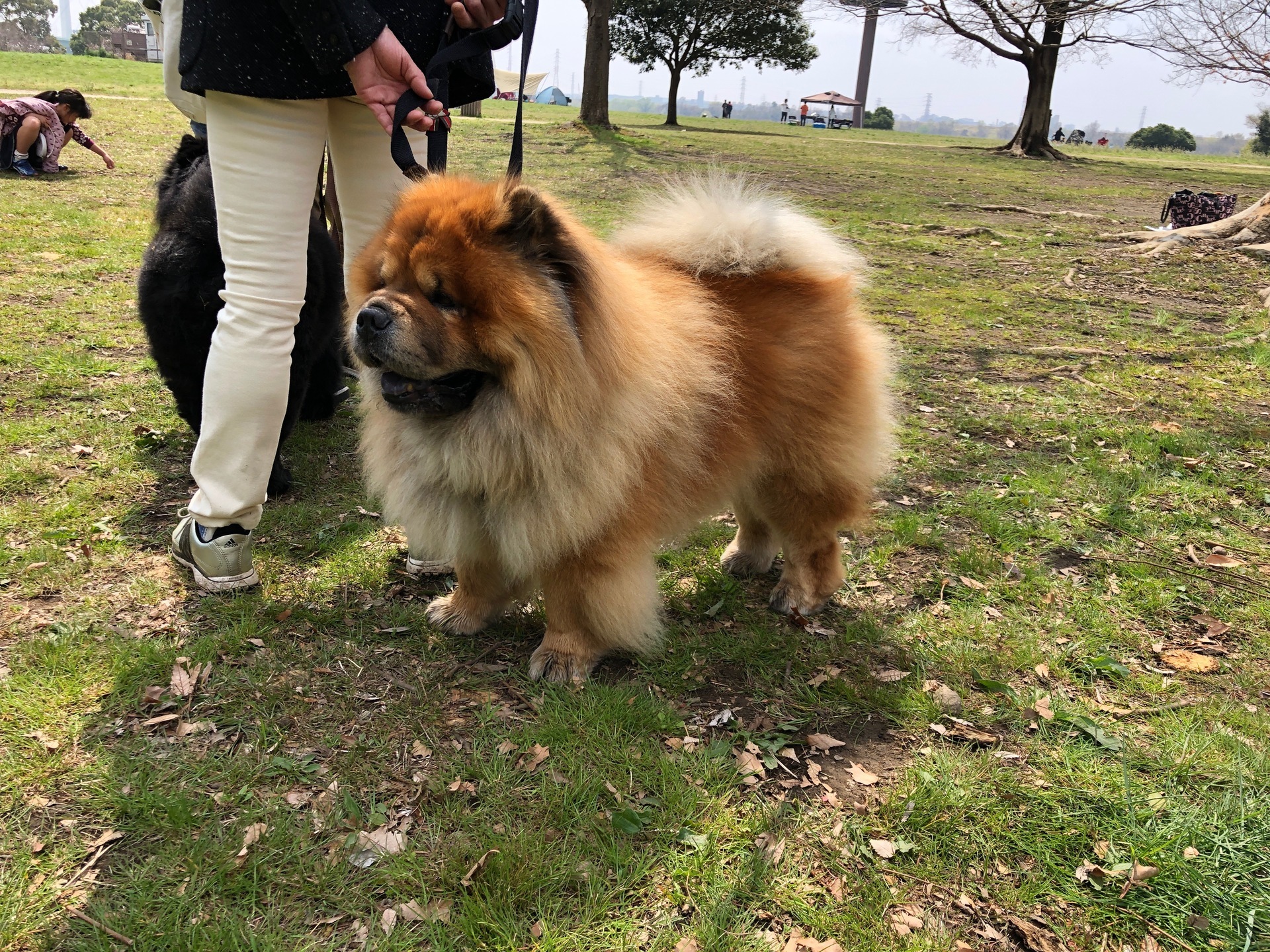 19年春 チャウチャウオフ会 種族はチャウチャウ名は 臣 ジン と申す